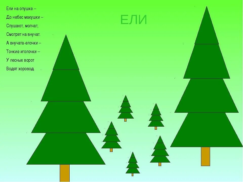 Зимою и летом елочка зеленая была. Елочки большие и маленькие. Загадка про елку. Высокая и низкая елочка. Елочки разной высоты.