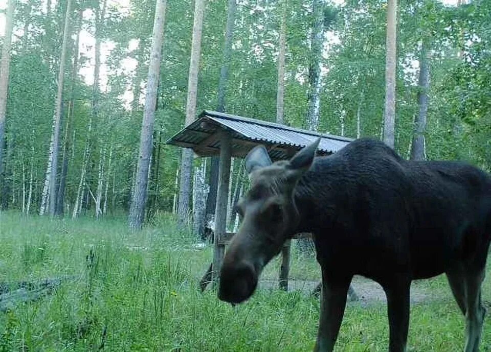 Лоси 18. Лось в Тамбовской области. Лось в Уварово Тамбовской области. Молодой Лось. Лось охраняемая территория.