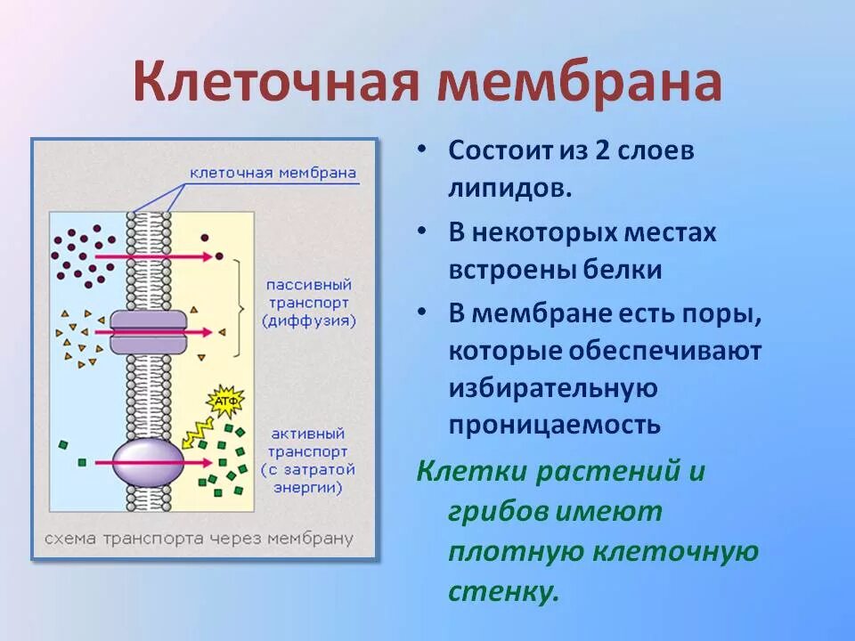 Из чего состоит оболочка клетки. Клеточная мембрана. Мембрана клетки. Клеточная мембрана состоит из. Мембрана клетки состоит.