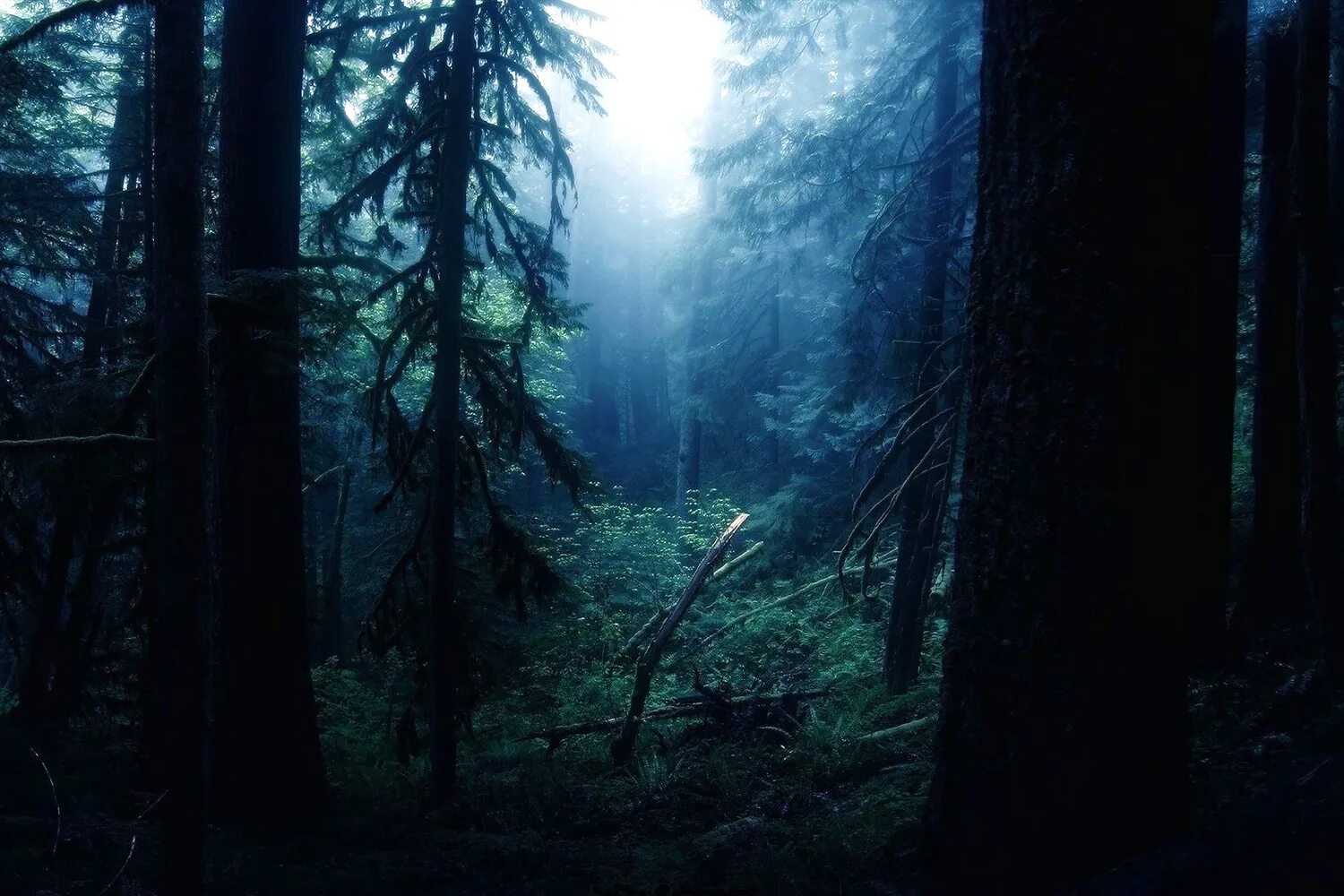 Тишину спящего леса. Тишину спящего леса. Форкс штат вашингтон природа. Туманный пейзаж. Яцек йерка кровать.