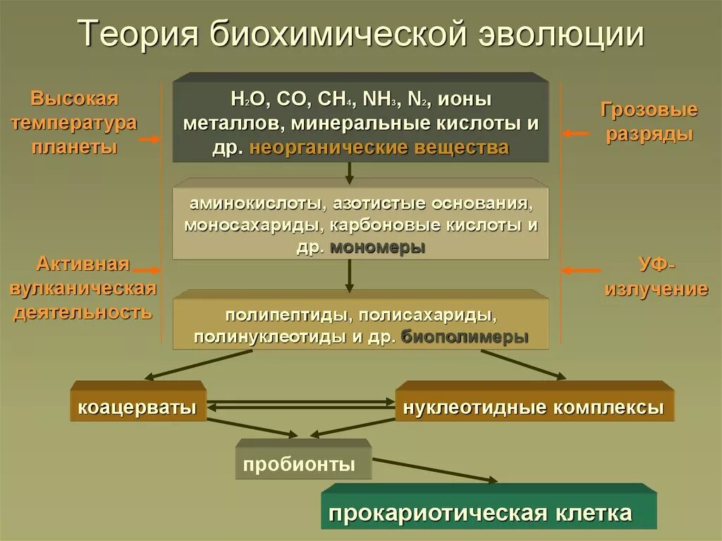 Этапы биохимической эволюции схема. Теория биохимической эволюции. Биохимическая теория этапы. Концепция биохимической эволюции.