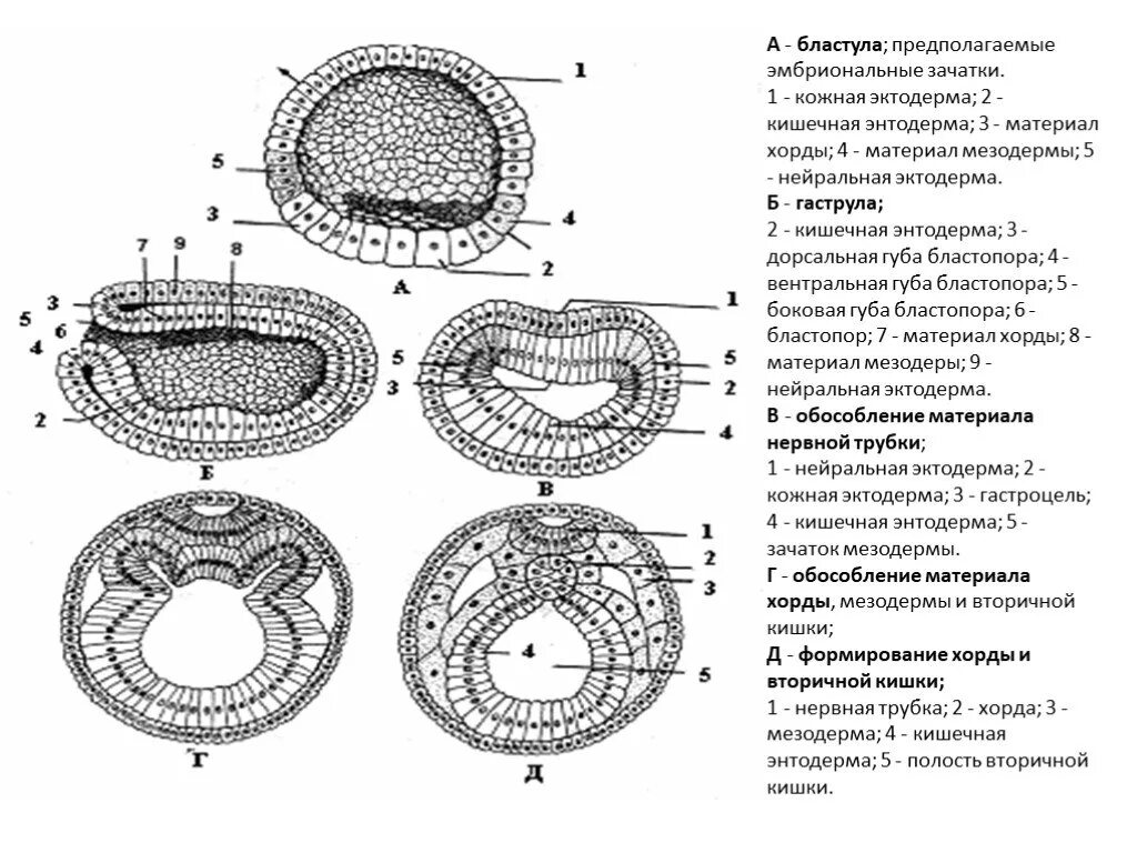 Эмбриогенез бластопор. Схема развития зародыша ланцетника на стадии бластулы гаструлы. Бластуляция и гаструляция. Эмбриогенез зародышевые листки.