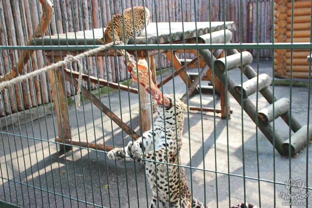 югорский зверинец