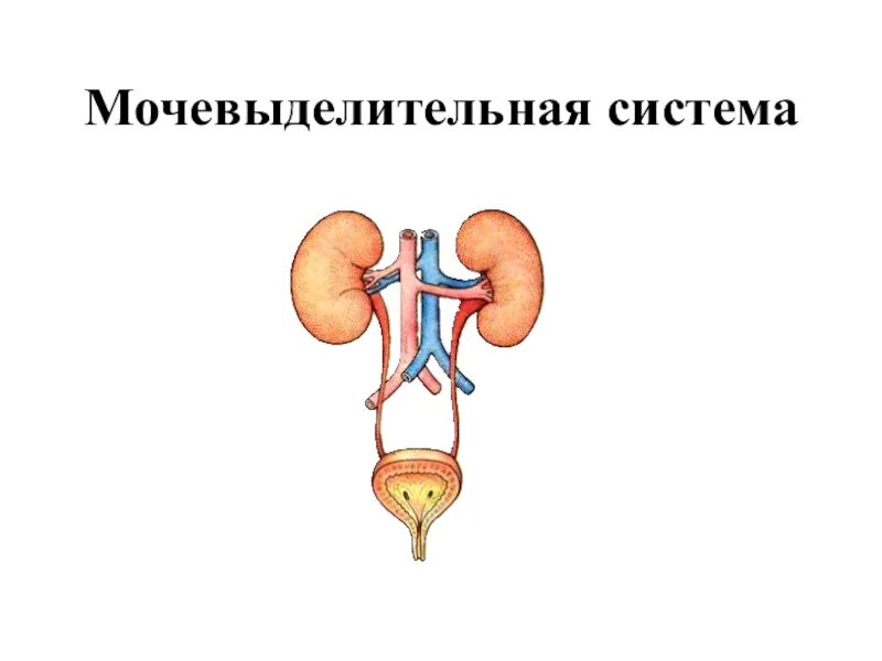 Схема работы мочевыделительной системы Юлия Попова, Болезни почек и мочевого пузыря читать онлайн Альдебаран
