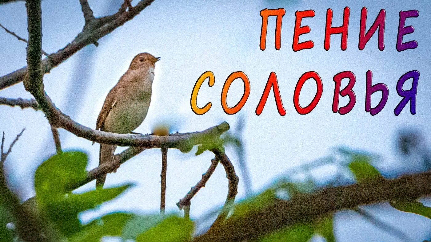 Пение соловья. Голос соловья. Соловей звук. Соловей голос птицы. Послушать пение соловьев