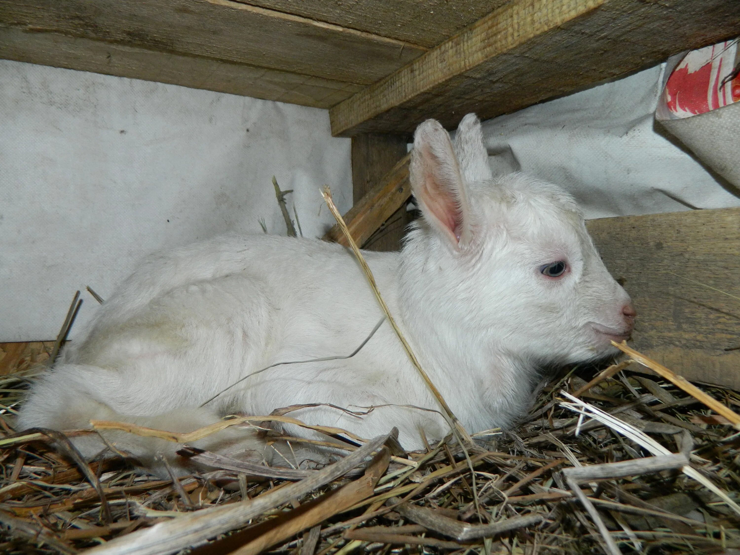 Кормление новорожденных козлят. Суточные козлята. Недельные козлята. Новорожденные козлята. Кормежка козлят.