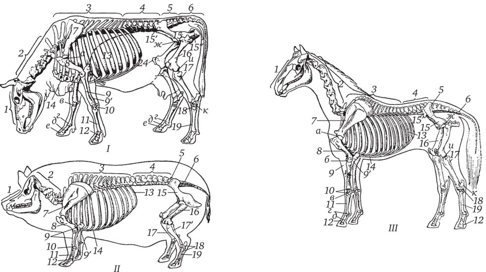 Деление скелета на отделы. Осевой скелет КРС. Осевой скелет и периферический скелет. Периферический скелет КРС. Осевой скелет лошади анатомия.