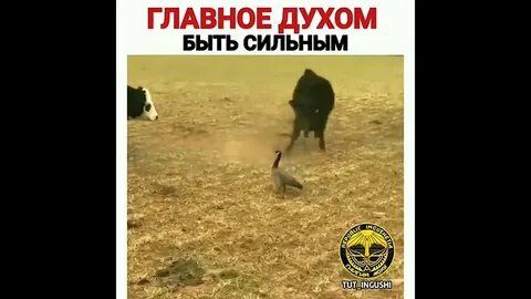 Главное дух