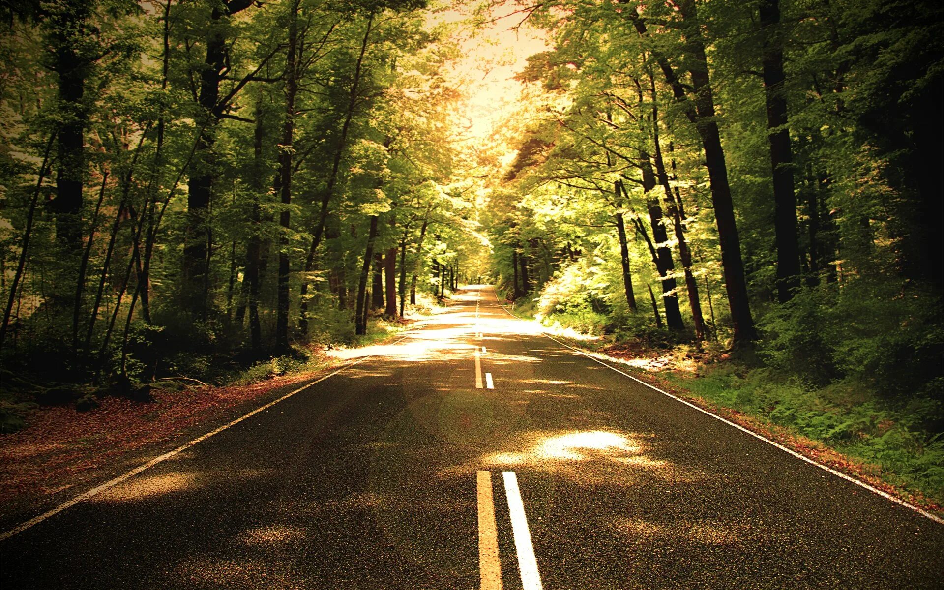 Road views. Дорога в лесу. Красивые дороги. Красивая дорога. Красивая природа с дорогой.