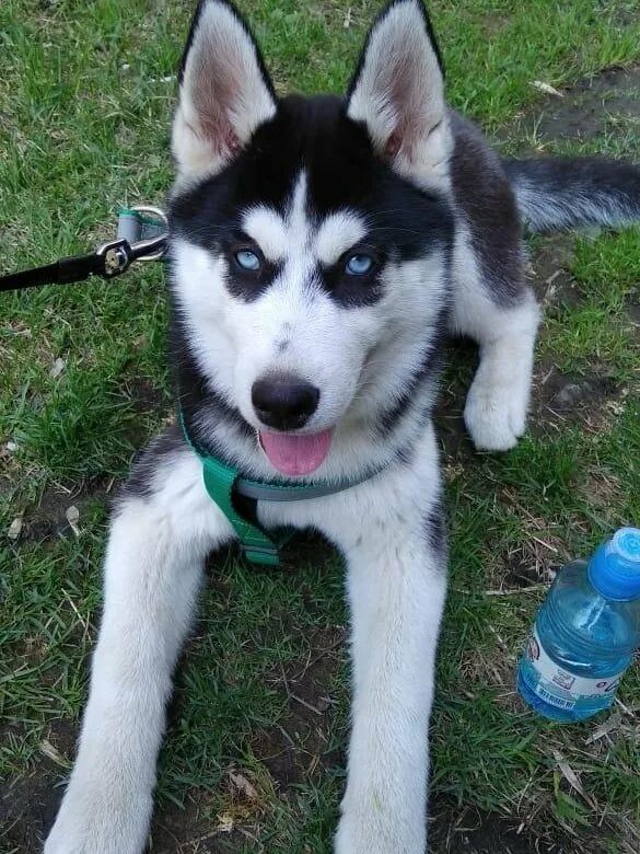 Хаски годовалый. Хаски разноглазые. Сибирская хаски взрослая особь. Собаки хаски девочки. Хаски порода хаски.