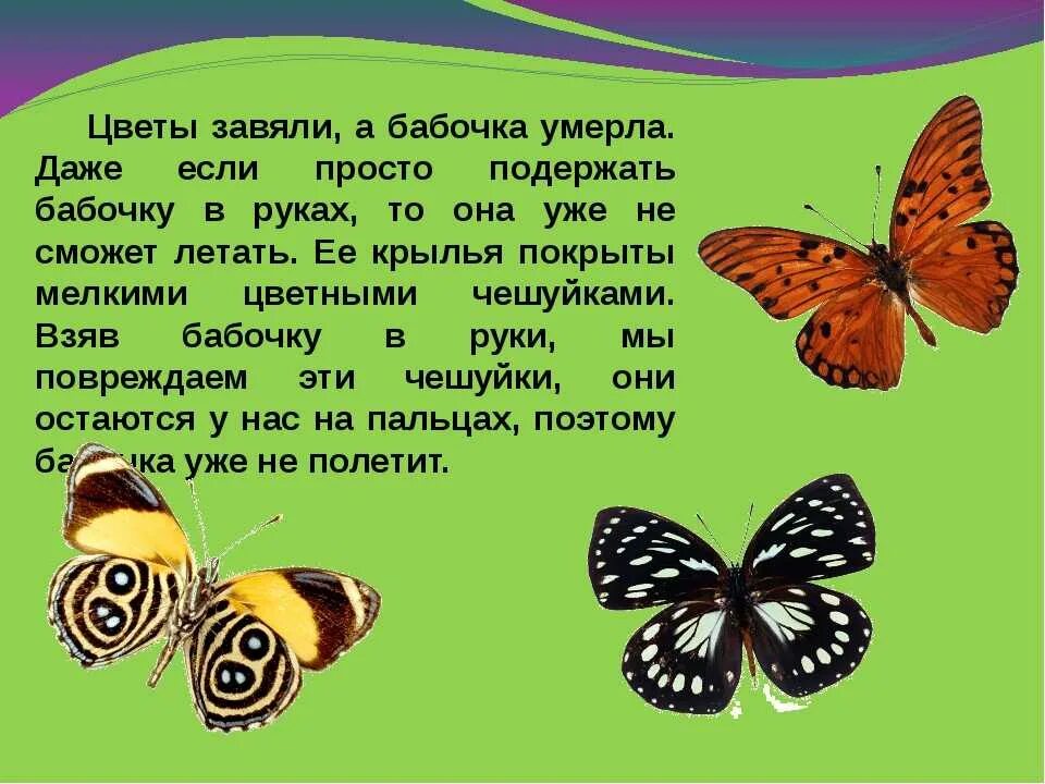 Сообщение первые бабочки 2 класс окружающий мир. Рассказ о бабочке. Рассказать о бабочке. Красивое описание бабочки. Рассказать детям про бабочку.