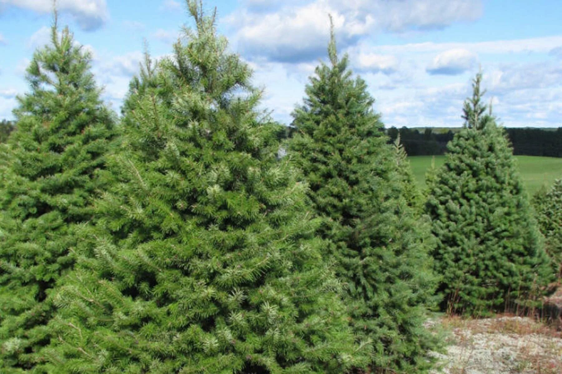 Черенки ель коника. Ель элеганс. Корневая система пихты корейской. Вырасти дерево кедр сибирский. Пихта фразера леруа.