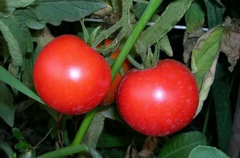 Томат красная стрела урожайность