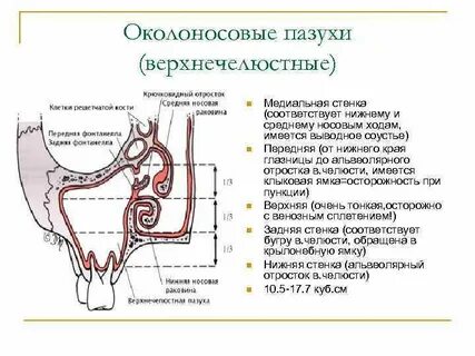 Альвеолярная бухта