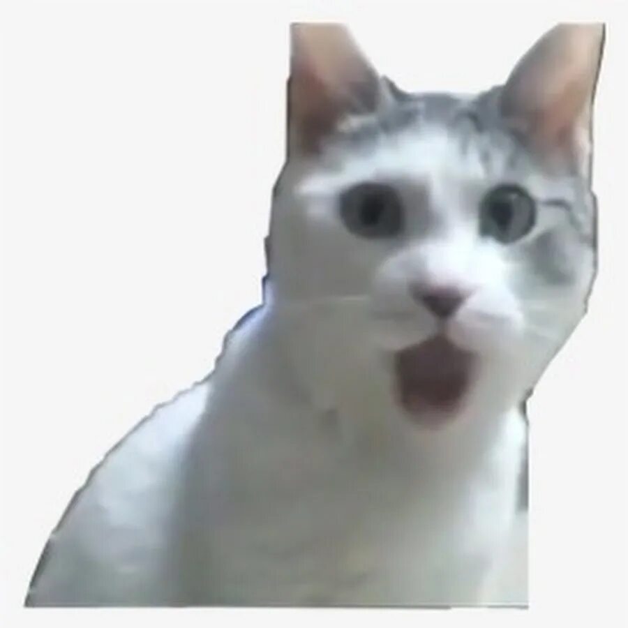 Коты из мемов видео