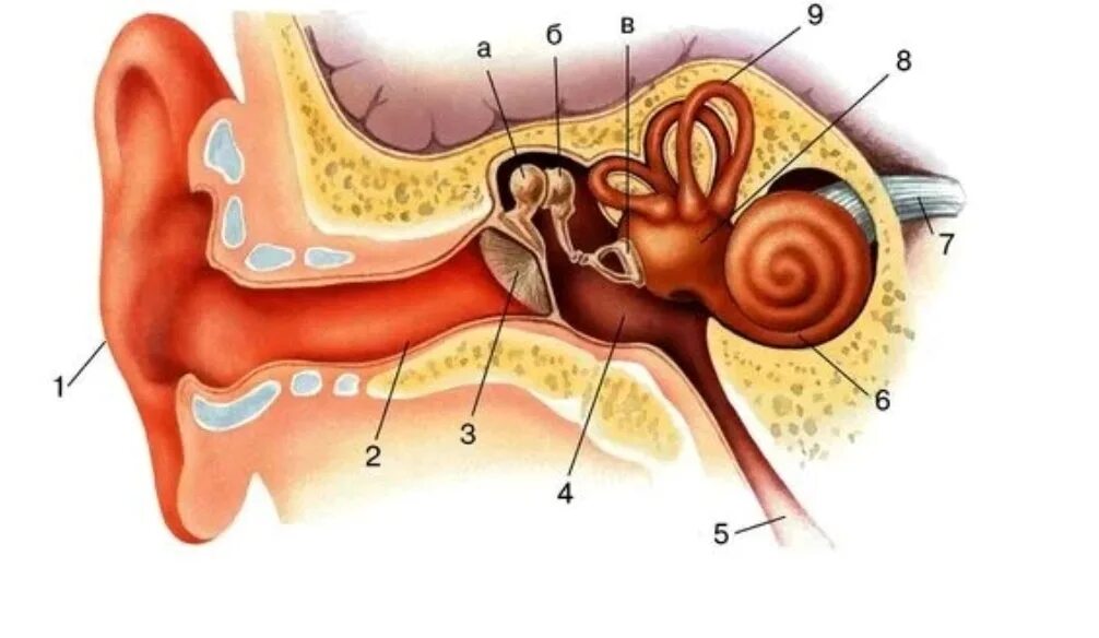 Слух 6 букв. Строение органа слуха и вестибулярного аппарата рисунок. Орган слуха анатомия уха строение. Строение уха рис 139. Схема строения уха и вестибулярного аппарата.