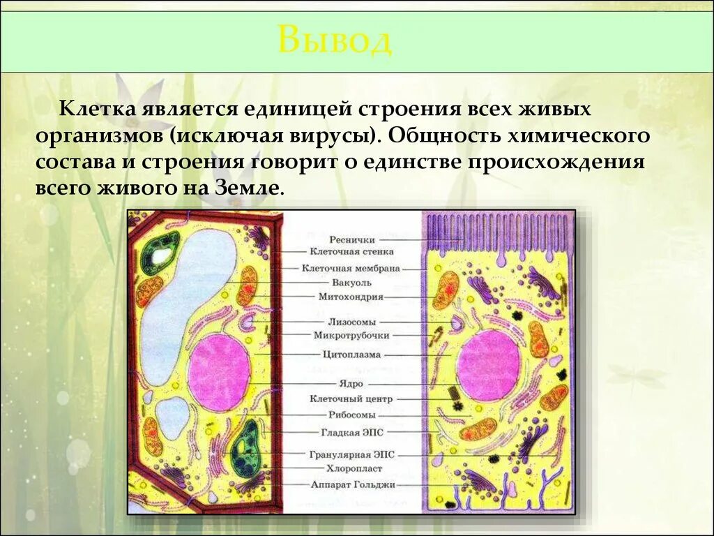 Клетка единица строения живого организма. Теория клеточного строения живых организмов. Клетка единица строения всех живых организмов. Строение живой клетки. Теория строения клетки.