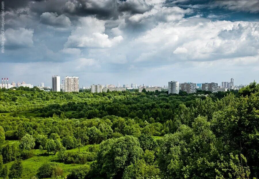 Северное тушино сходненский ковш. Сходненский ковш в тушино. Сходненский ковш в тушино. Парк сходненский ковш. Сходненский лесопарк.