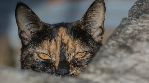 Желтые уши кошки
