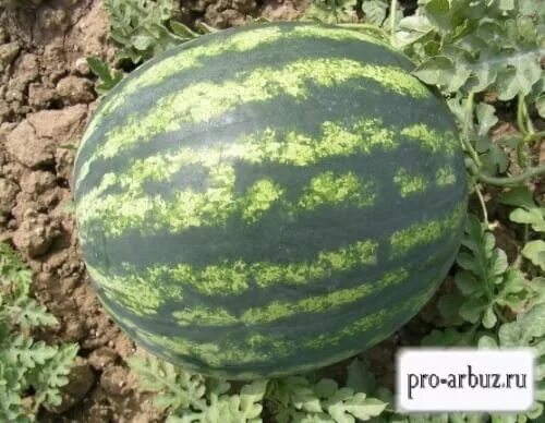 Поле с арбузами. Сорт арбуза дайтона. Арбузы в воронежской области. Авито арбузы. Арбуз бедуин f1.