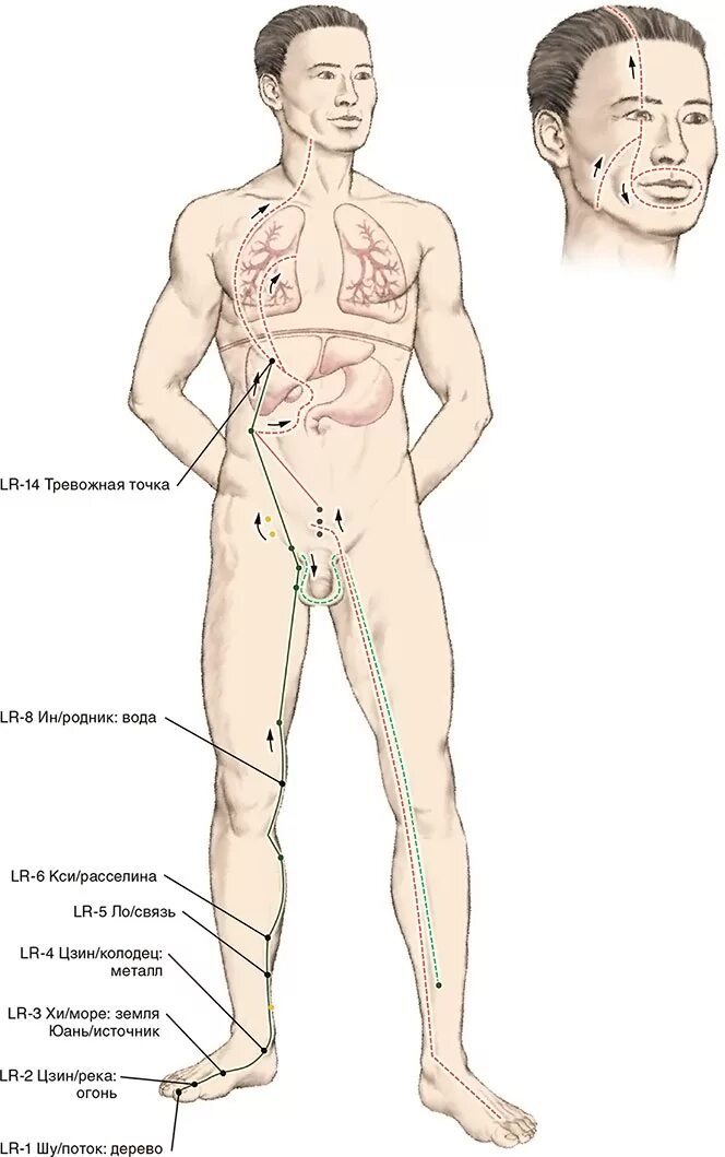 Точка спереди. Меридиан тонкого кишечника точки акупунктуры. Меридиан Толстого кишечника в китайской медицине точки. Меридиан толстой кишки схема. Меридиан тонкого кишечника в китайской медицине точки.