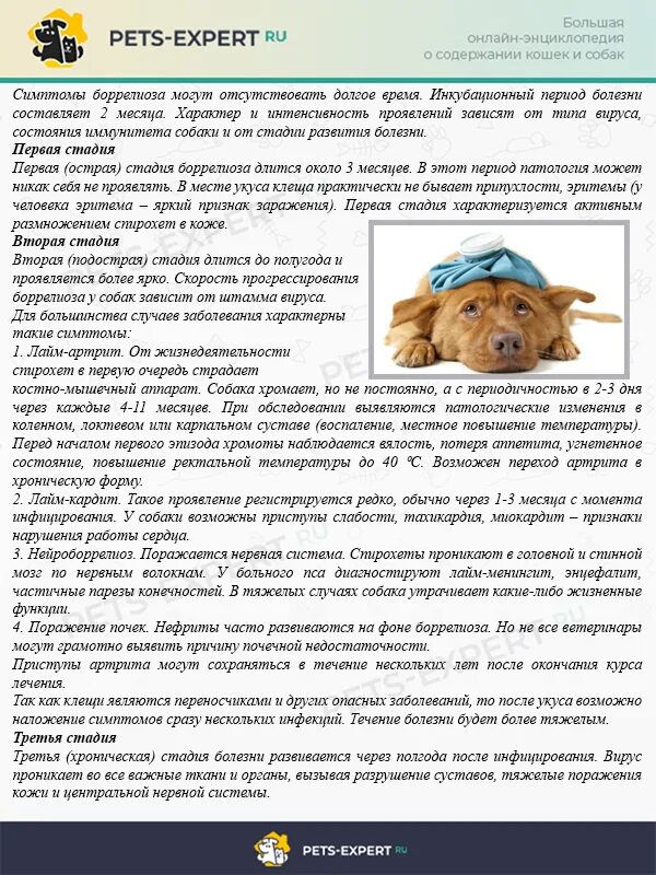 Собака после температуры