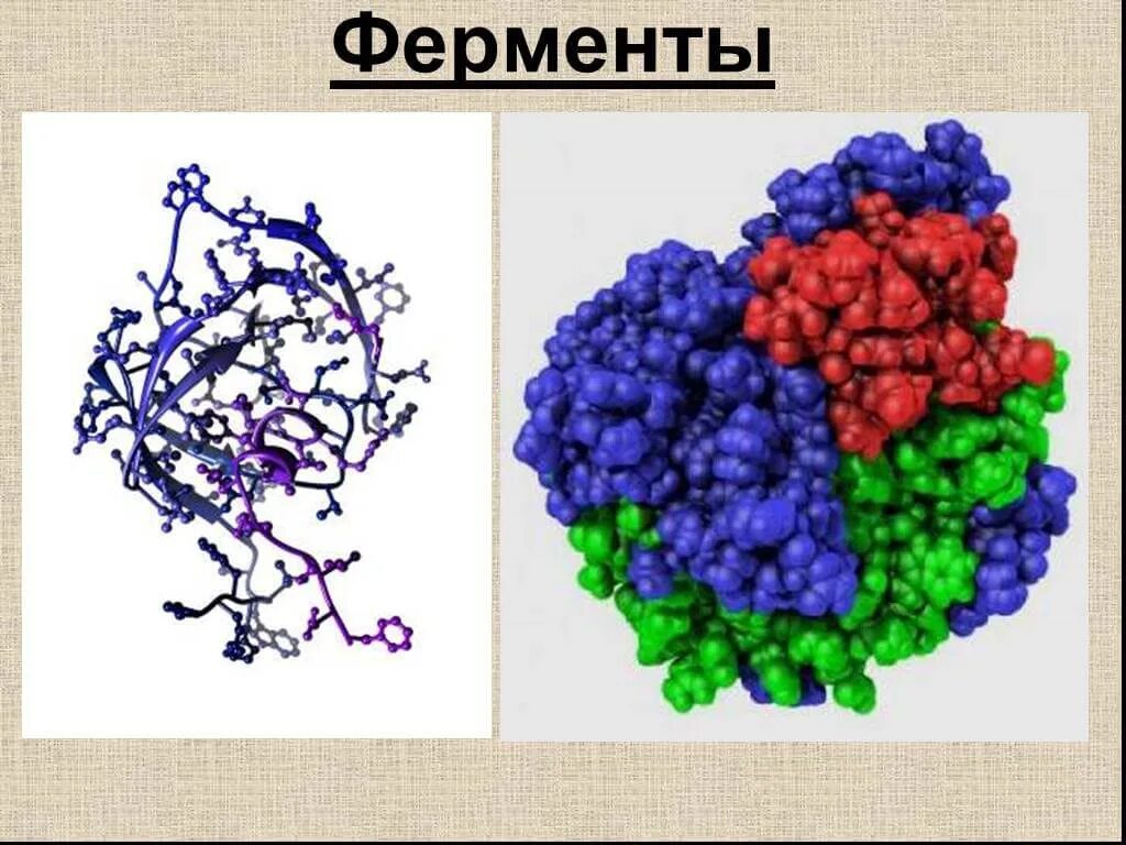 Ферменты. Ферменты биологические катализаторы. Ферменты энзимы. Ферменты картинки. Ферменты особые