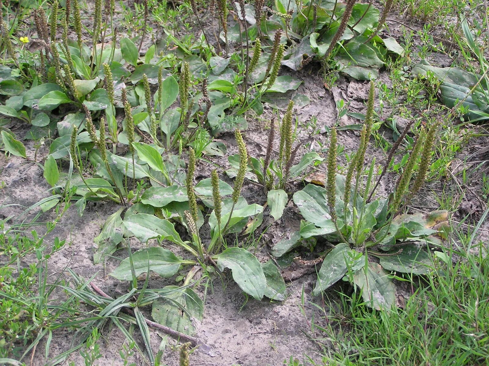 Приспособления подорожника. Plantain подорожник. Подорожник ланцетолистный. Подорожник Луговой. Подорожник Плантаго мажор.