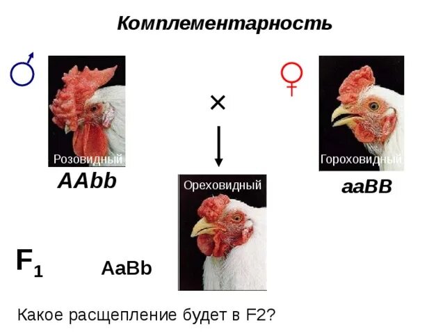 Комплементарность у кур. Комплементарность гребни кур. Гребне петуха комплементарность. Гороховидный гребень у петуха.