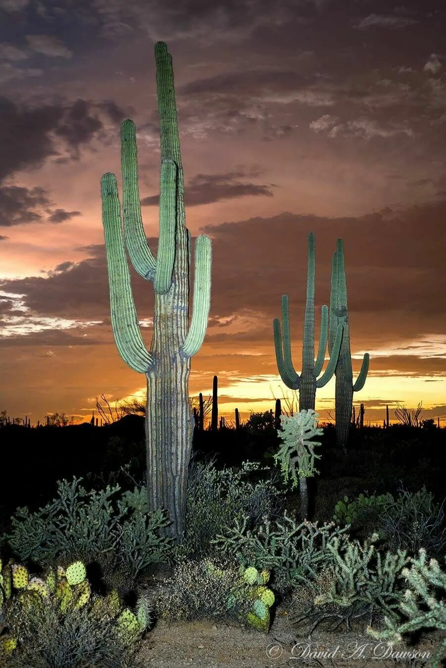 Mexican cactus. Аризона кактусы. Опунция Аризона. Каньон кактусы Мексика. Суоро Кактус Аризона.