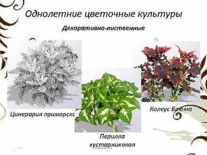 К декоративным относятся