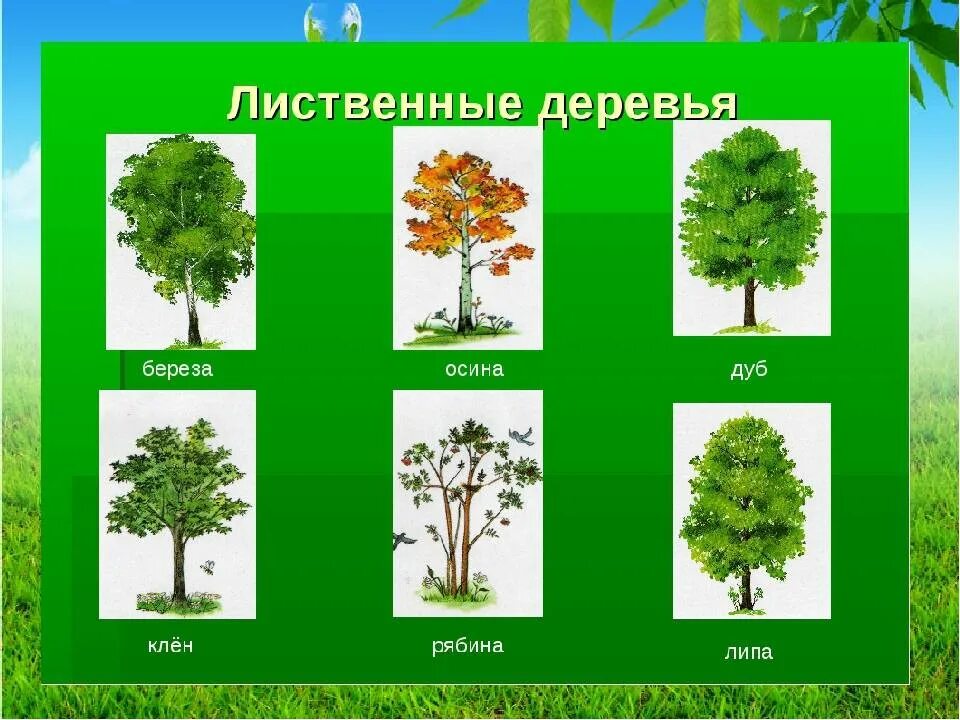 Какие есть лиственные деревья. Деревья клен дуб осина ясень. Лиственные деревья дуб береза осина. Лиственные деревья Урала. Лиственные деревья для дошкольников.