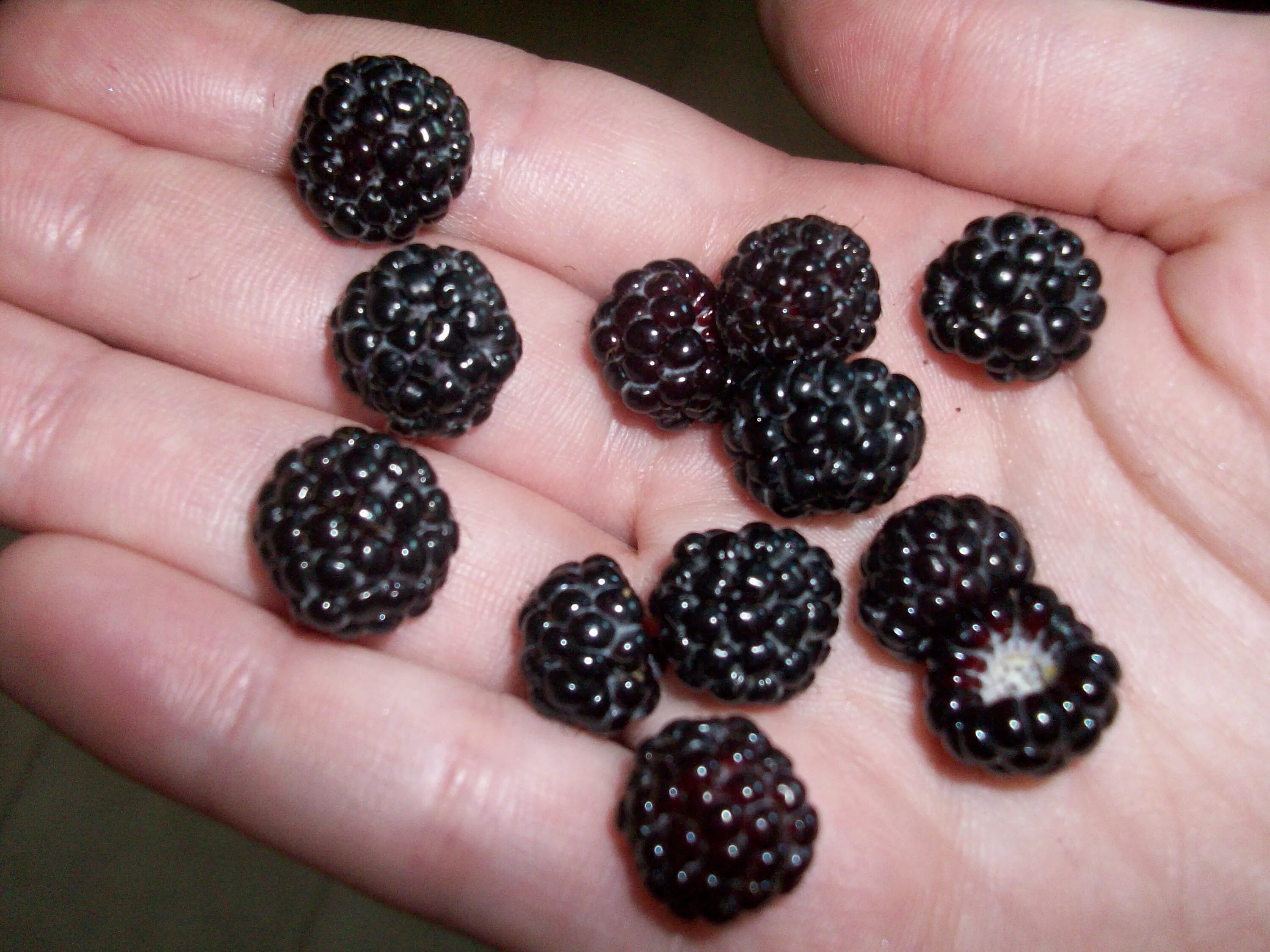 Малина сорт Блэк Джевел (Black Jewel)