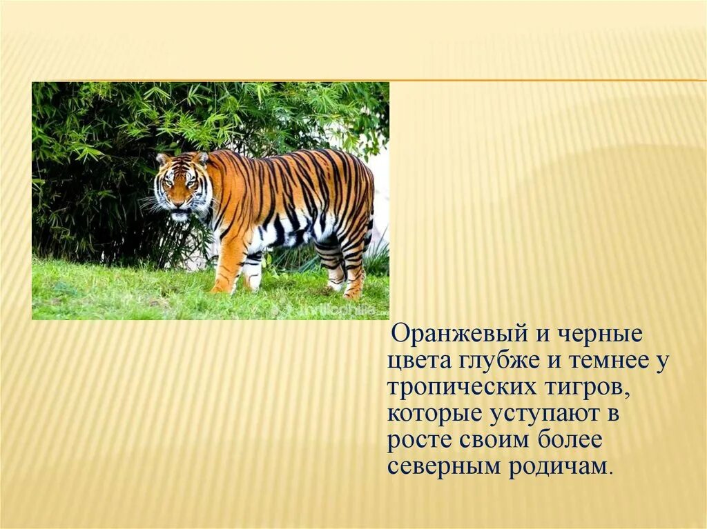 Придумай свои вопросы типа почему тигр полосатый. Почему тигр полосатый. почему у тигра полоски. почему у тигров полоски. полосатая рыба и тигр.