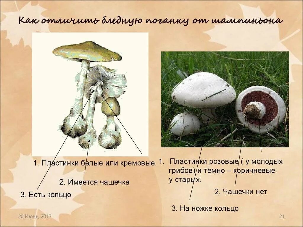 Сравнение бледной поганки и шампиньона сходство различия. Гриб бледная поганка и гриб шампиньон отличия. бледная поганка и шампиньон. бледная поганка строение гриба. как отличить белу поганку от шампиньона.