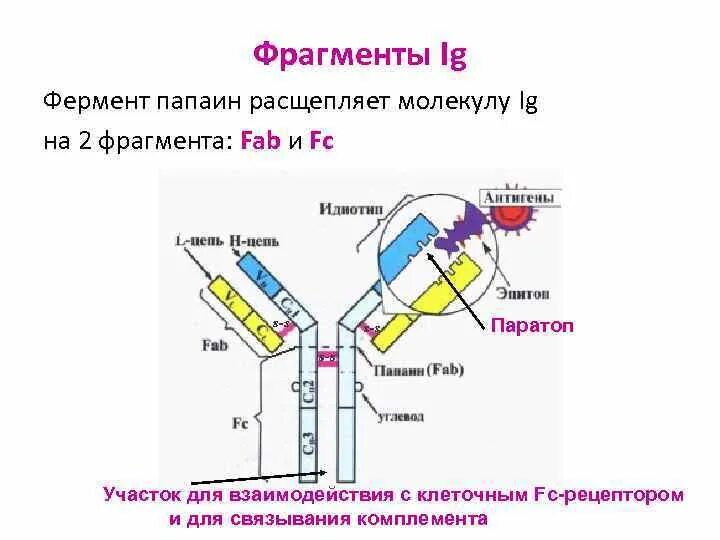 Фрагменты иммуноглобулинов. Функции FC фрагмента иммуноглобулина. Строение антитела FC фрагмент. FC фрагмент молекулы иммуноглобулина. Строение иммуноглобулина FC фрагмент.