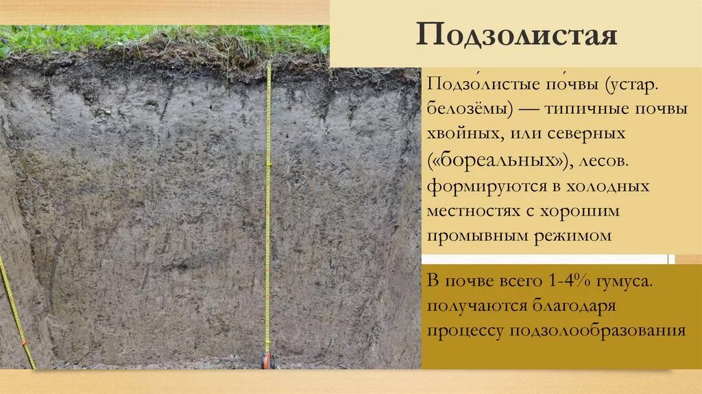 Подзолистые почвы. Дерново-подзолистые почвы. Подзолистые почвы разрез. Подзолистые почвы 4 класс. Подзолистый тип почв характеристика