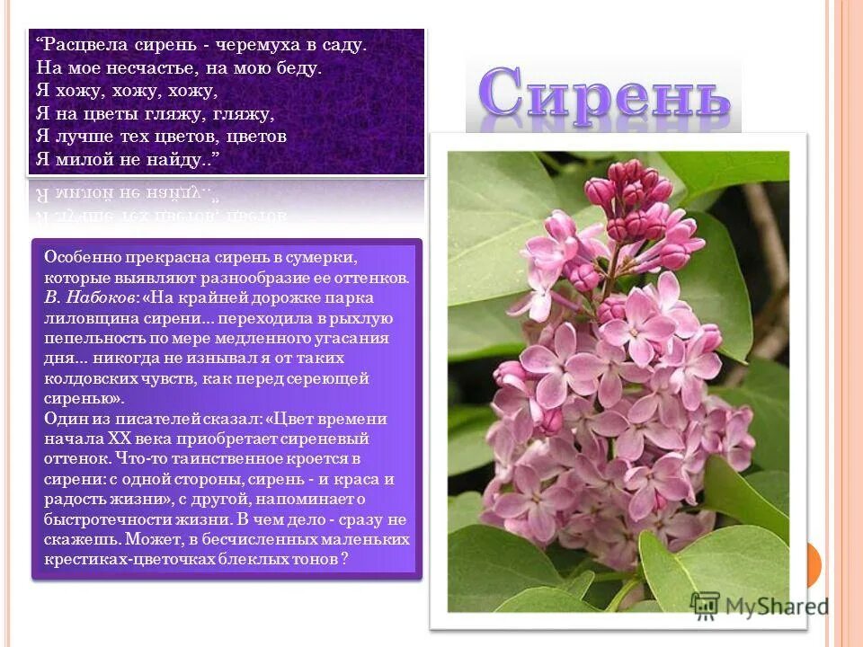 стихи про сирень. стихи про сирень. стихотворение тютчева сирень. ветка сирени стихи. сирень под окном.