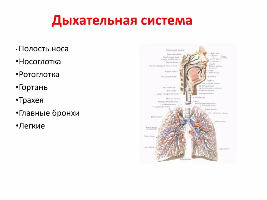 Носоглотка бронхи гортань носовая полость легкие трахея. Дыхательная система анатомия носовая полость. Дыхательная система трахея анатомия. Строение носовой полости носоглотки гортани трахеи. Носовая полость гортань трахея бронхи легкие.