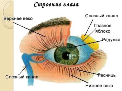 Название защитных органов глаза