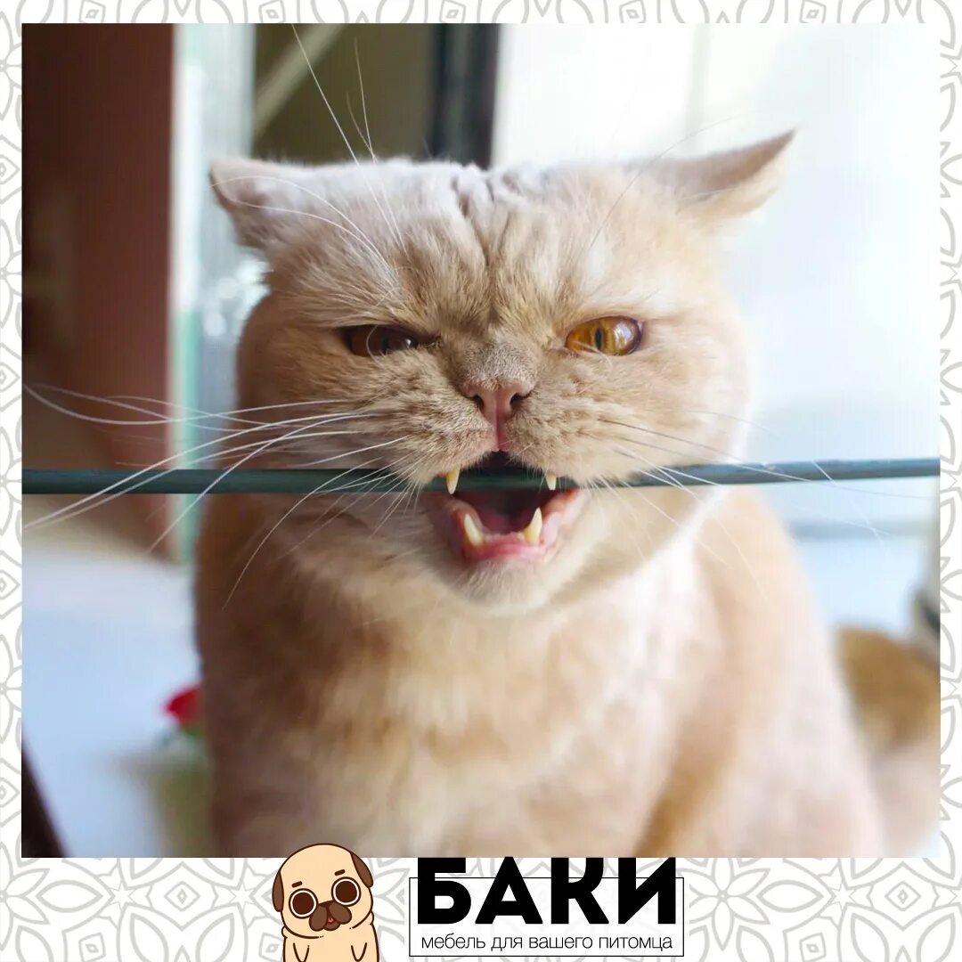 Кот грызет мем. Кот грызет. кот кусает провод. котик перекусывает провод. кот перегрыз провод.