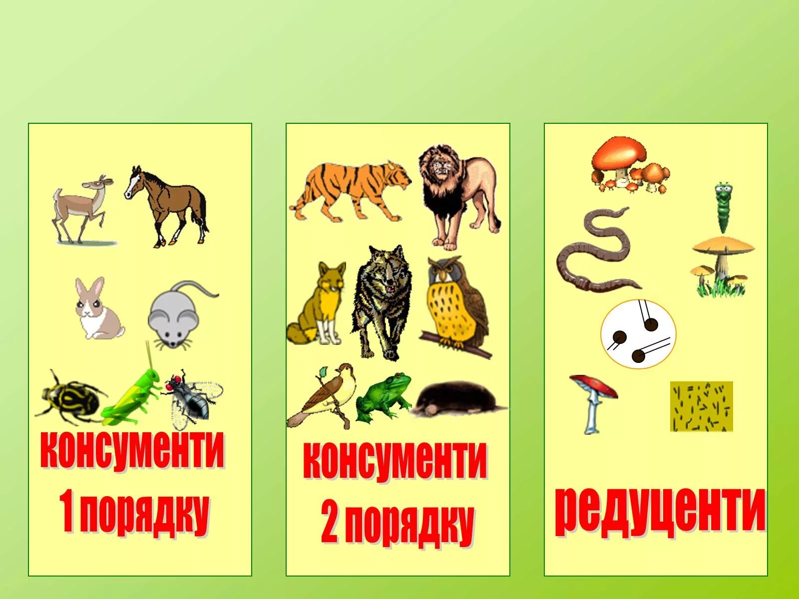 Продуценты это в биологии 5. Консументы первого порядка 2) консументы второго порядка. Консумент 1 порядка консумент. Консументы 1 порядка консументы 2 порядка. Консумент 1 порядка консумент 2 порядка консумент 3.