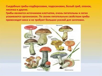 В сравнении с лисичкой белый гриб крупнее