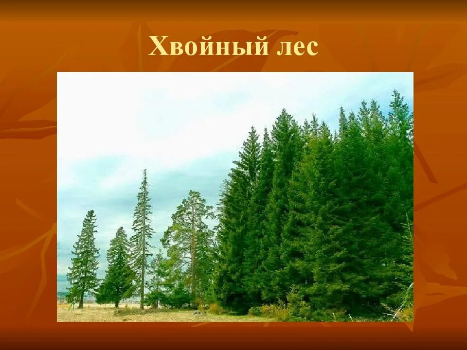 Виды хвойных деревьев. Примеры елового леса. Еловый лес описание. Примеры елового леса. Еловый лес влажность.