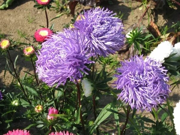 астра комплимент. цветы авиаторов. астра комплимент. семена астра марш авиаторов русский огород. цветы авиаторов.