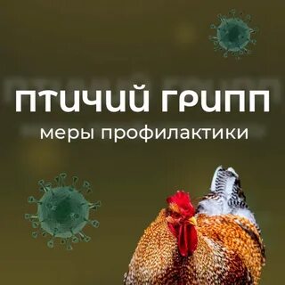 Болезнь птичий грипп