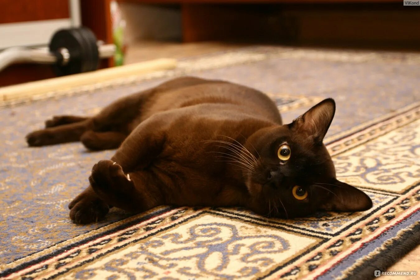 Европейская Бурма кошка. Шоколадные кошки порода Бурма. Шоколадная кошка порода Бурманская. Бурманский кот шоколадного окраса.