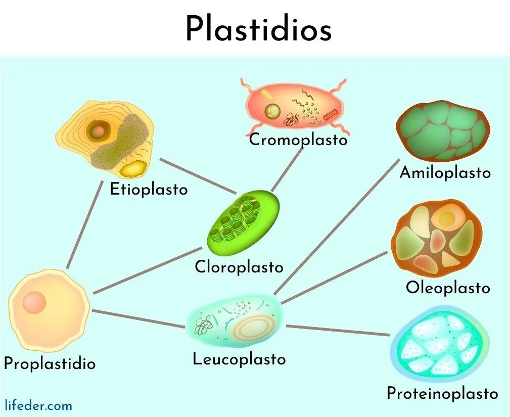 Строение хлоропласта лейкопласта и хромопласта. Хлоропласты хромопласты лейкопласты. Пластиды животной клетки. Хлоропласты в животной клетке. Клетки содержат пластиды растения или бактерии