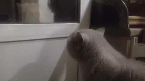 Видео кота открой