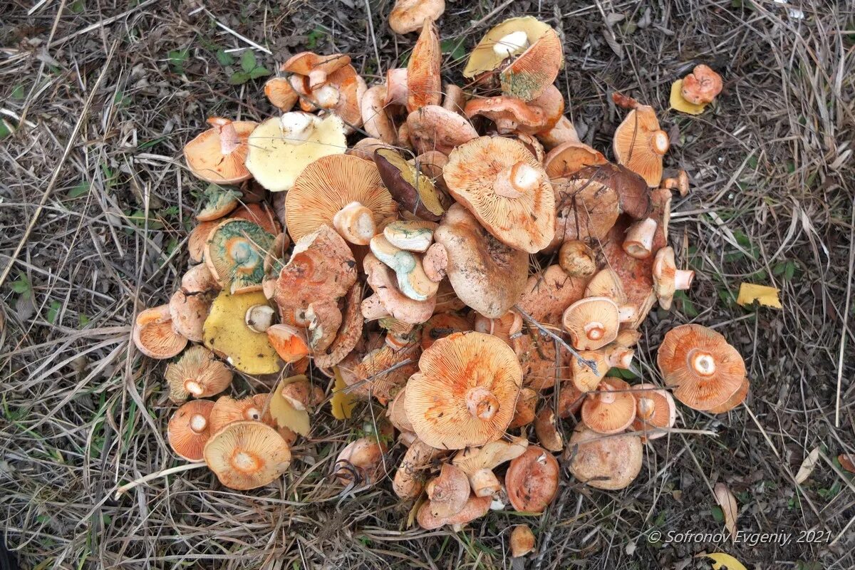 В каких местах растут рыжики. Рыжики. рыжики в крыму. рыжики рязанская область.